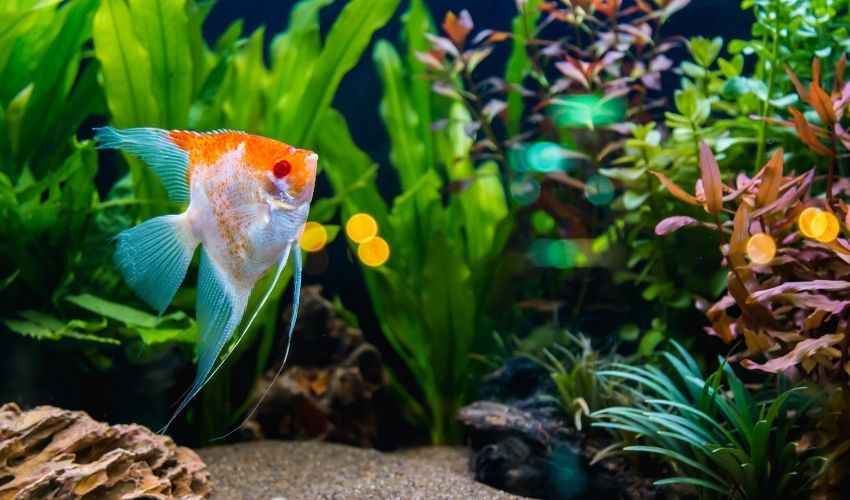 How to Maintain Temperature in a Species-Specific Aquarium: Ultimate Guide