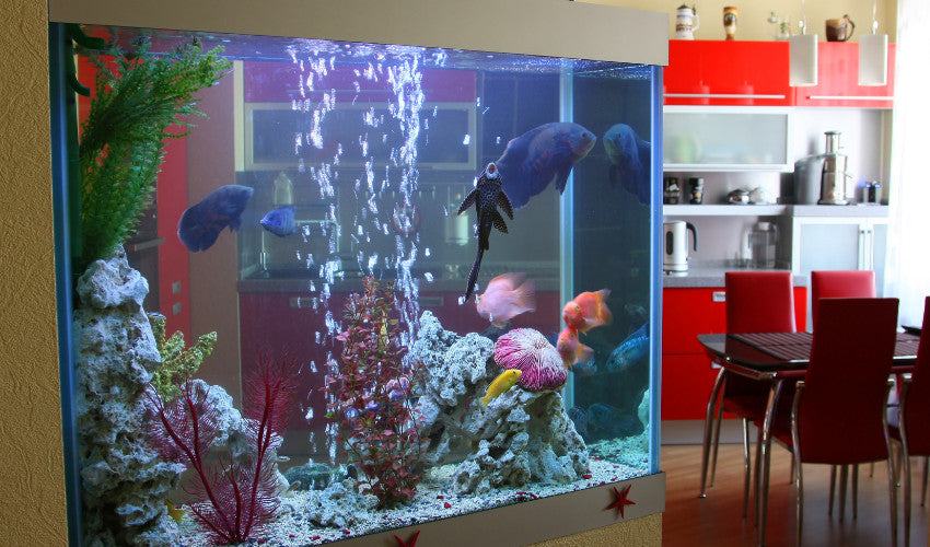 image of The Essential Guide to Creating a Thriving Aquarium Ecosystem