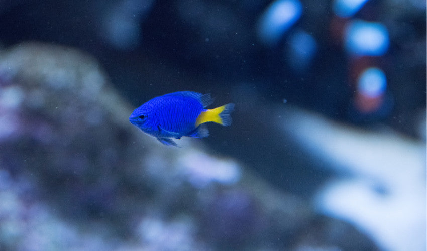 Damselfish care best sale