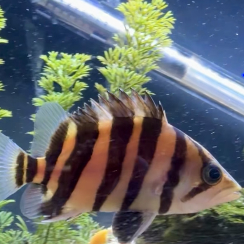 Tiger Datnoid (Datnioides microlepis)