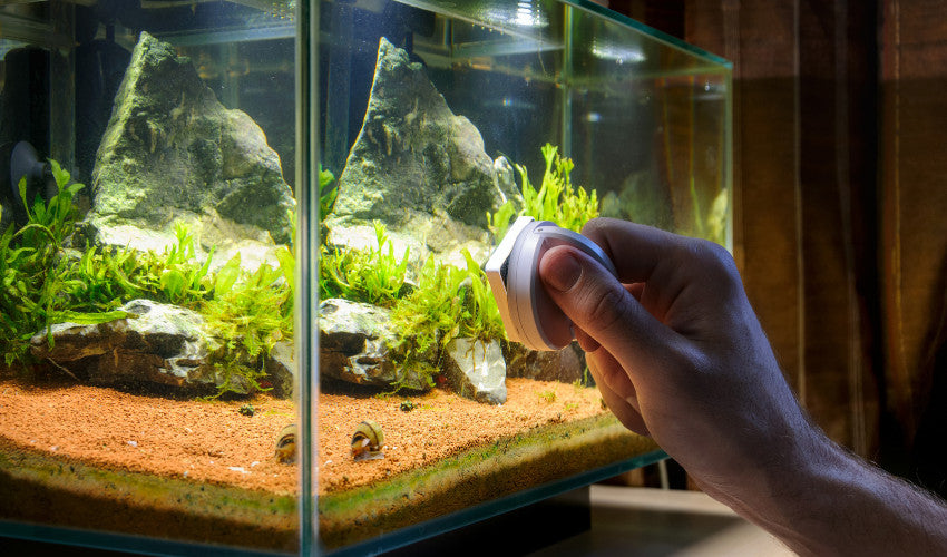 Harmony Below the Surface: Creating a Balanced Aquascape in Your Aquarium