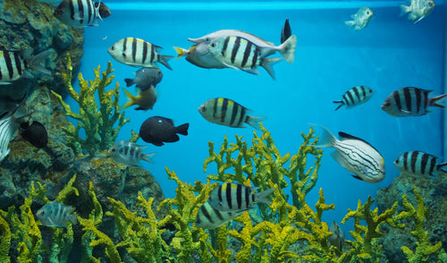 The Benefits of Having an Aquarium in Your Home
