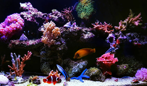 How to Avoid Common Coral Issues