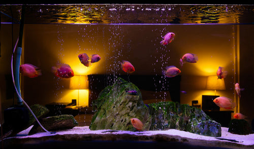 How to Choose the Perfect Aquarium Setup for Your Home or Office
