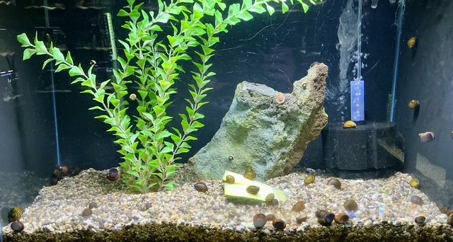 Freshwater Snails