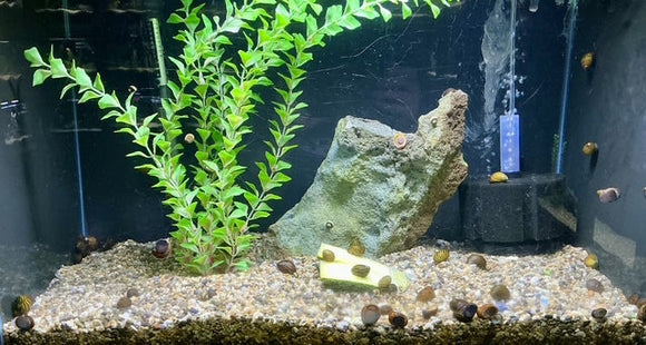 Freshwater Snails