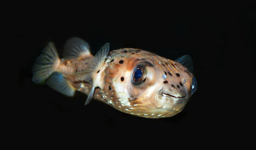 Freshwater Pufferfish Tank Requirements