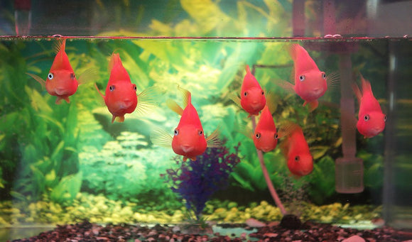 The Best Ways To Change The Water In Your Aquarium