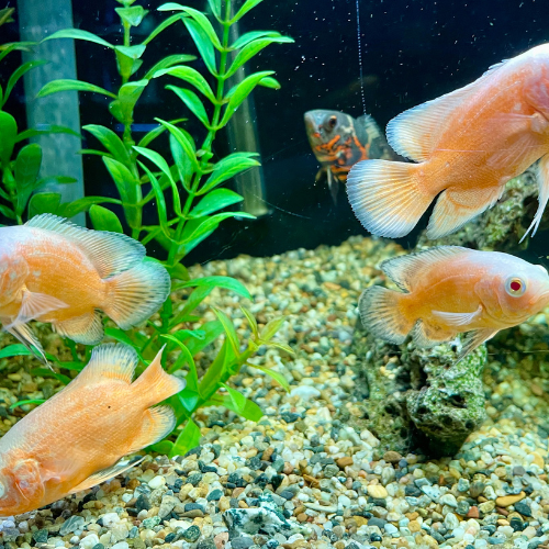 Fresh water fish in a tank