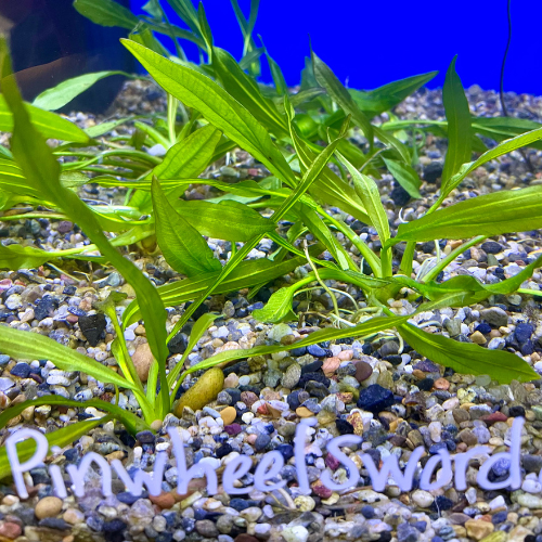 Fresh water plant in a tank