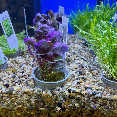 Fresh water plants in a tank