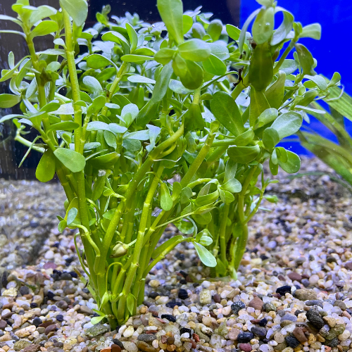 Fresh water plants in a tank