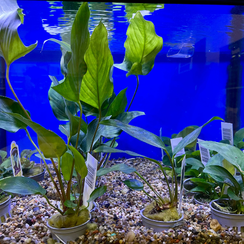 Fresh water plants in a tank