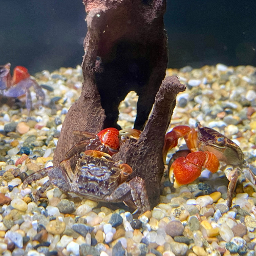 Fresh water hermit crabs in a tank