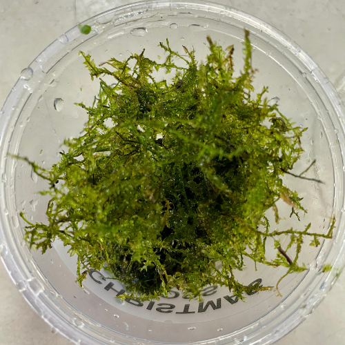 Fresh water plants in a tank