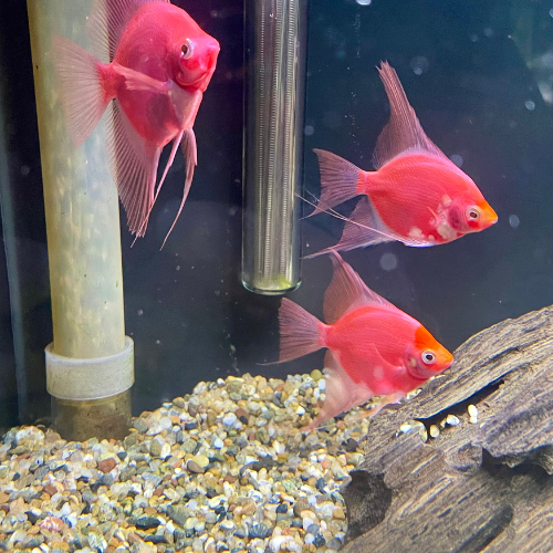 Fresh water fish in a tank