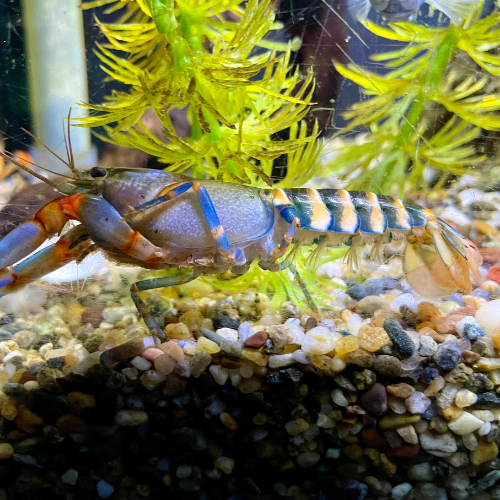 Fresh water shrimp in a tank