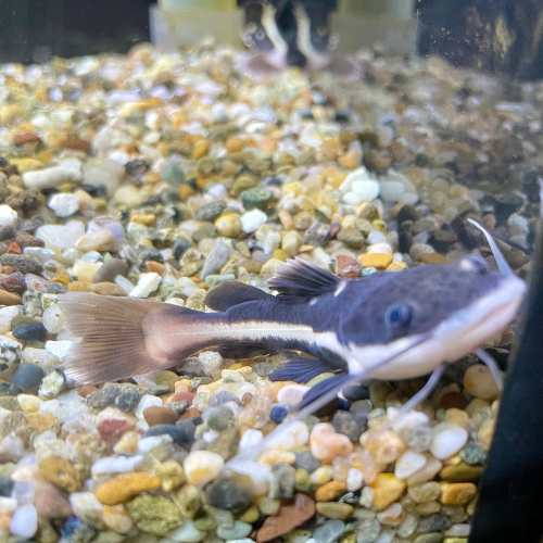 A fresh water fish in a tank