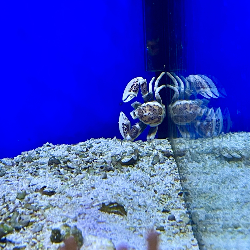 A salt water crab in a tank