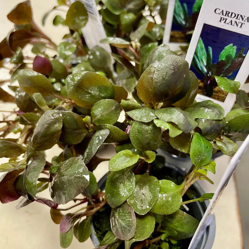 Fresh water plants in a tank