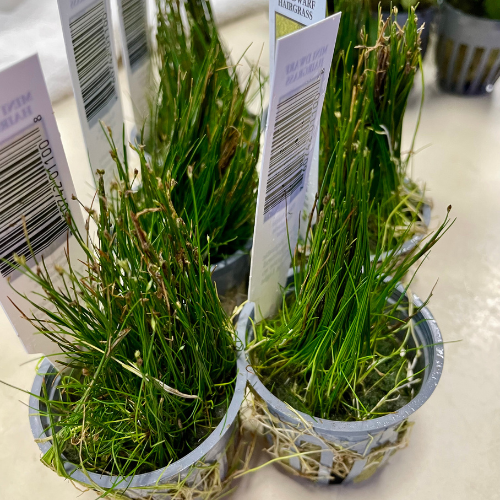 Fresh water plants in a tank