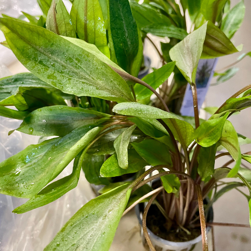 Fresh water plants in a tank