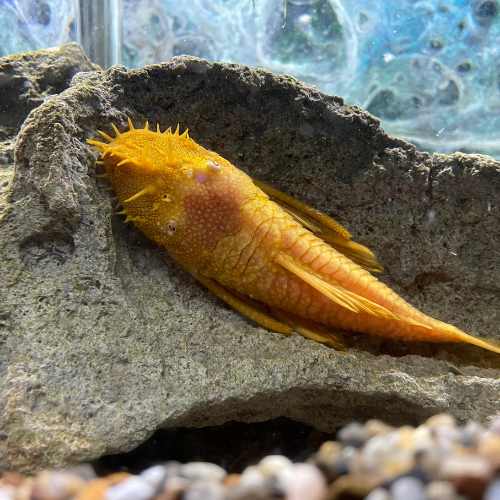 Fresh water fish in a tank