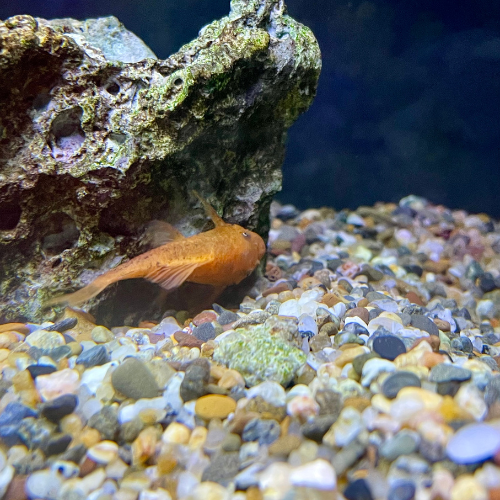 Fresh water fish in a tank