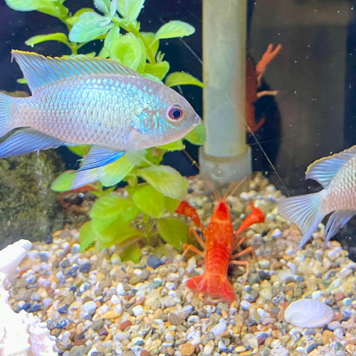 Fresh water fish in a tank