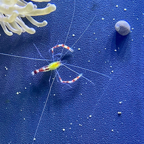 A salt water shrimp in a tank