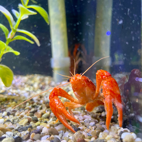 A fresh water shrimp in a tank