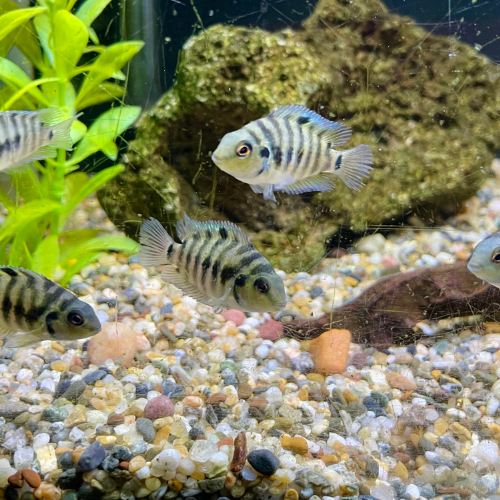 Fresh water fish in a tank