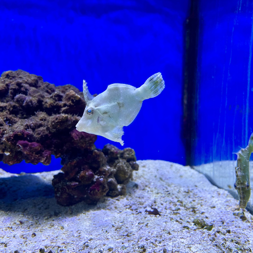 A salt water fish in a tank