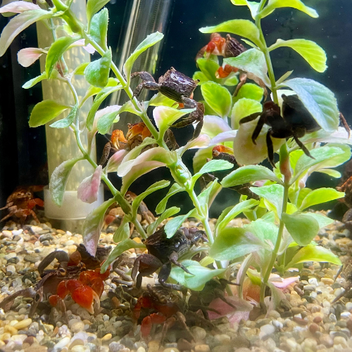 Fresh water plants and hermit crabs in a tank