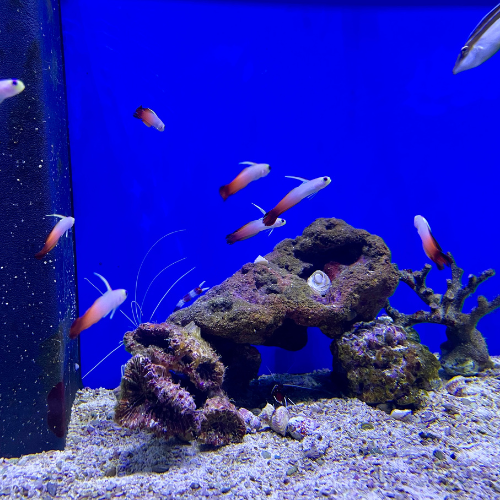 Salt water fish in a tank