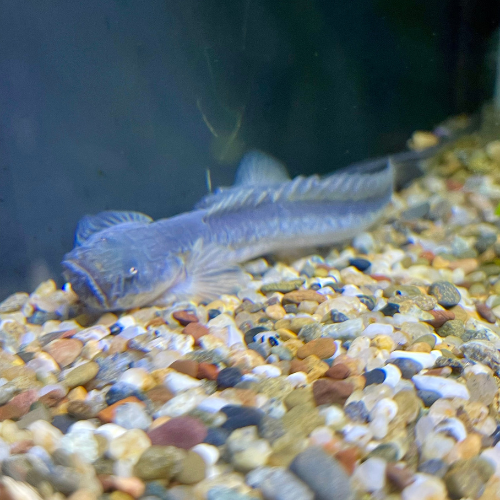 Fresh water fish in a tank