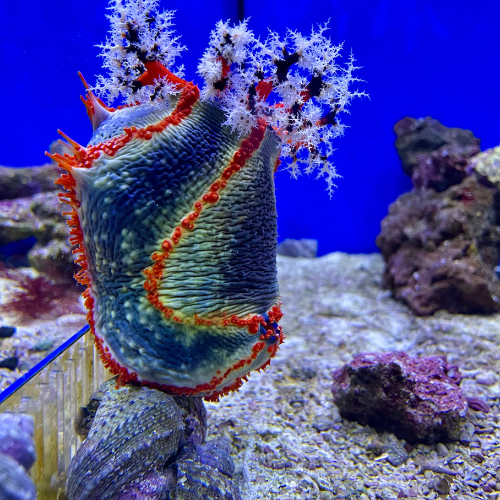 Salt water coral in a tank