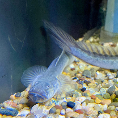 Fresh water fish in a tank