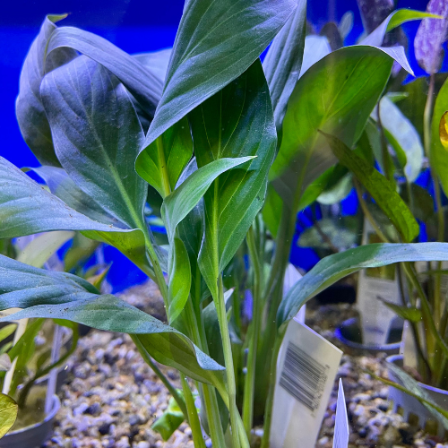 Fresh water plant in a tank