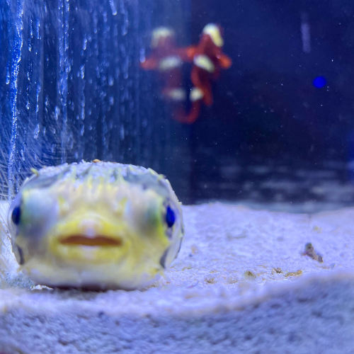 A salt water fish in a tank