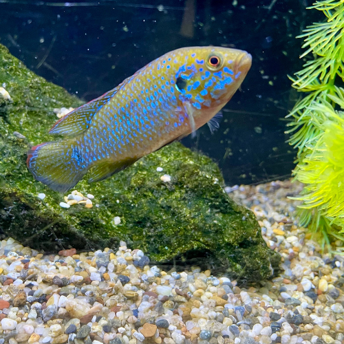 Fresh water fish in a tank