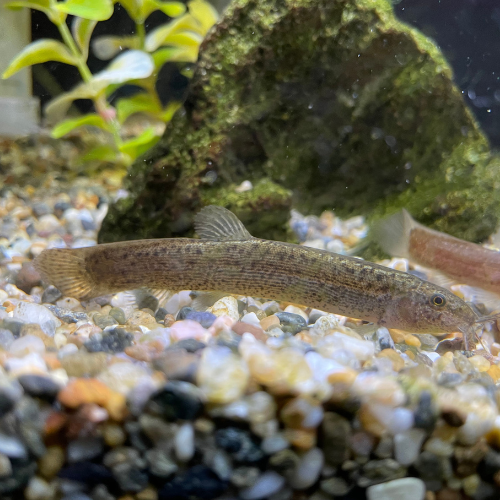 Fresh water fish in a tank