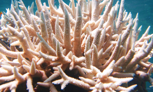 Salt water coral