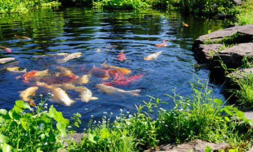 A Koi fish pond outdoors on a clear day