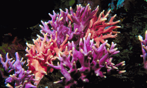 Pink coral