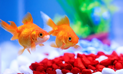 Two gold fish swimming in a fresh water tank