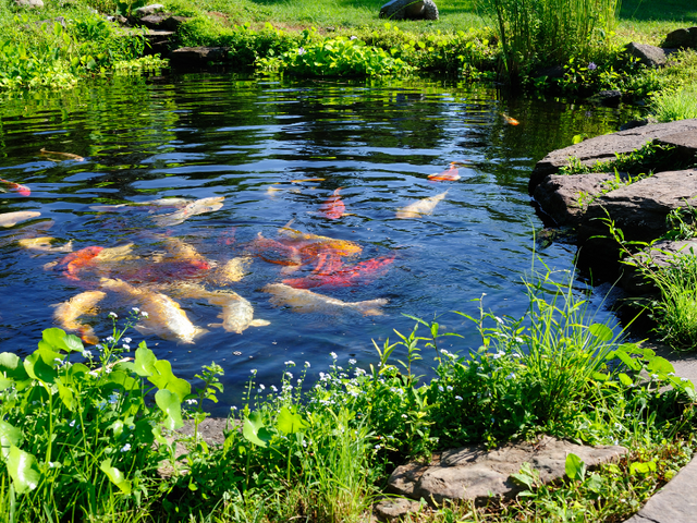 Koi feeding in a pond