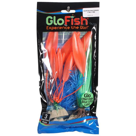 GLOFISH PLANT